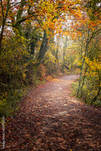 Fototapeta Naklejka Na Ścianę i Meble -  Autumn path covered with red leaves.