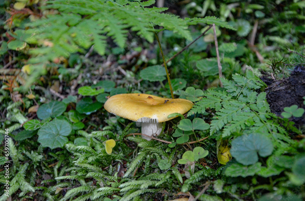 mushroom in the forest mushroom in the forest