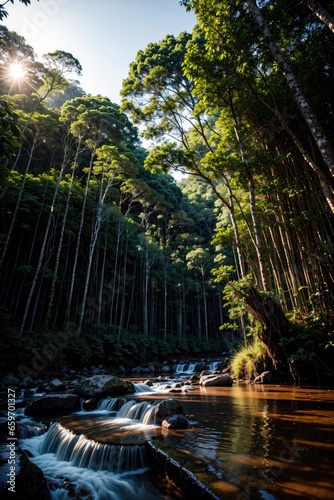 tropical forest in the morning