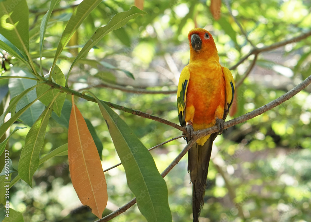 a yellow sun conure bird perched on a tree branch, in large botanical garden inside aviary bird park. a yellow sun conure bird perched on a tree branch, in large botanical garden inside aviary bird park.