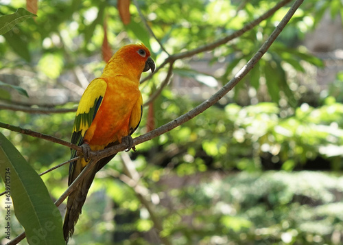 a yellow sun conure bird perched on a tree branch, in large botanical garden inside aviary bird park.