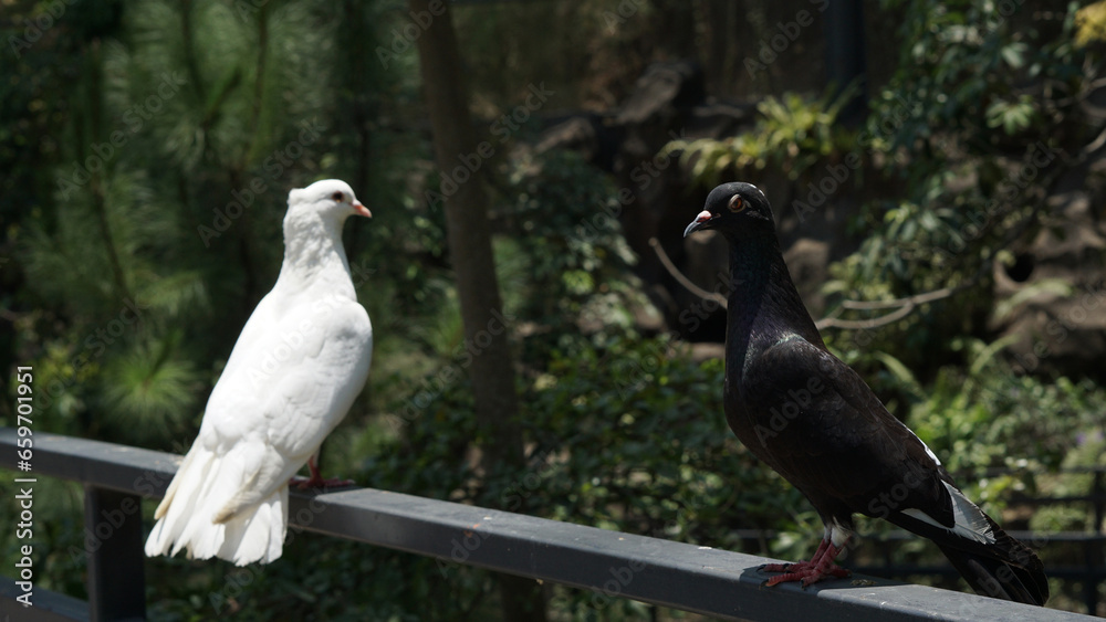 Fototapeta premium beautiful white doves standing on a fence in a large botanical garden inside the aviary dome