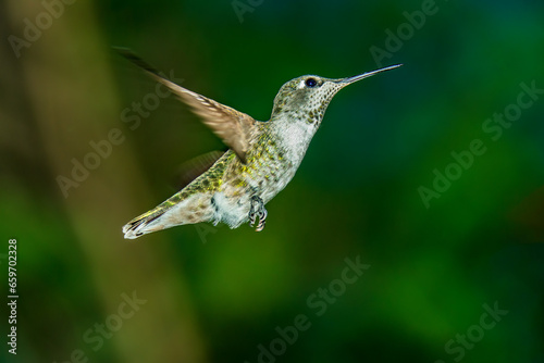 A female Anna's Hummingbird hovers mid-air looking for food