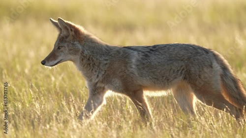 Coyote hunting a prairie dog colony at sunset, but settles for grasshoppers until bigger prey comes along. September in South Dakota. Slow motion, 1/2 natural speed.