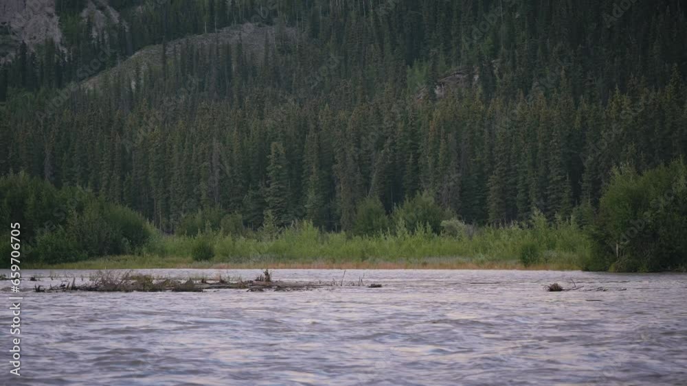 Spruce Forest Across A River Spruce Forest Across A River