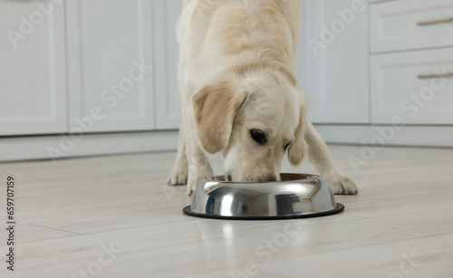 Cute Labrador Retriever eating from metal bowl indoors