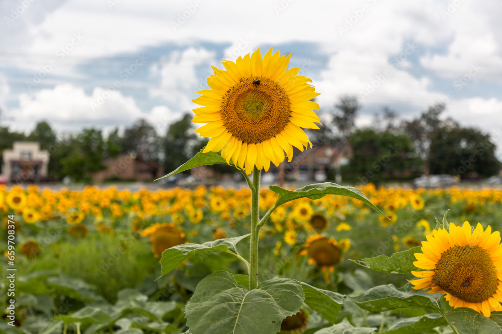 Fototapeta premium Sunflower in Field