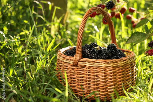 Wicker basket with ripe blackberries on green grass outdoors