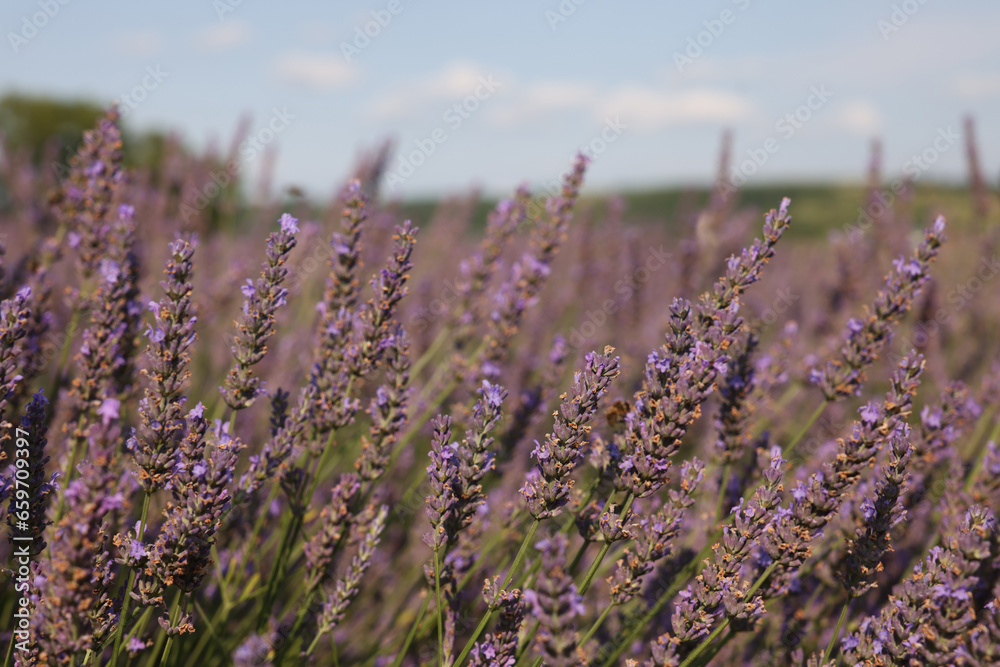 Obraz premium Beautiful blooming lavender growing in field, closeup