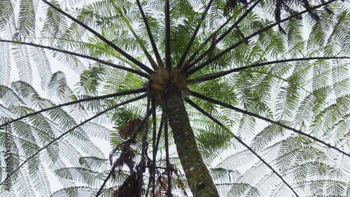 Zoom out lens camera of tree ferns (Alsophila glauca) photo