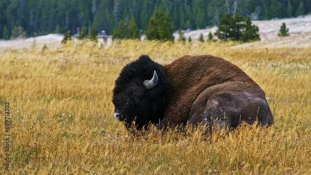 Bison Resting In Dry Grass - Close Up, Still Shot Bison Resting In Dry Grass - Close Up, Still Shot