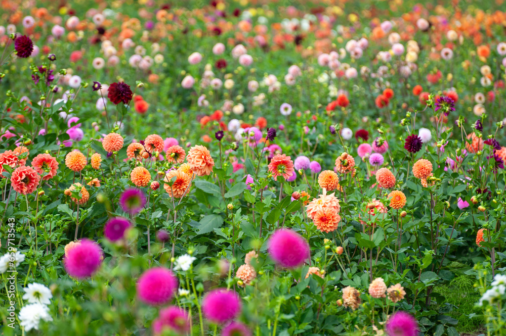 Colorful dahlia garden in full bloom on a farm in the Pacific Northwest. These flowers are grown commercially in the Skagit Valley of western Washington state.