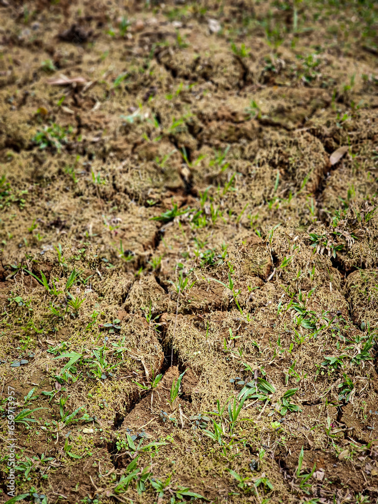 pattern of dried soil in the dry season