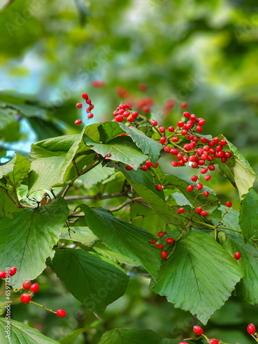 viburnum dilatatum in the garden photo