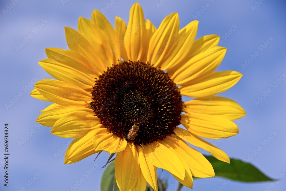 SUNFLOWER SUNFLOWER