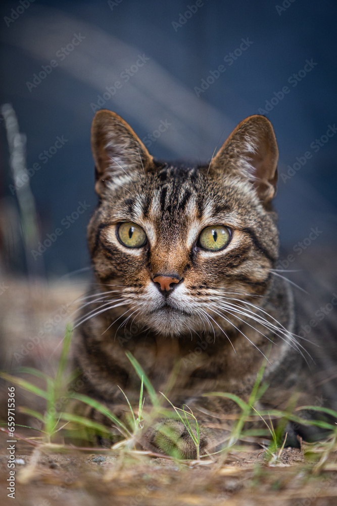 portrait of a cat laying on dead grass looking into the camera