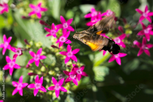 ヒメクロホウジャクがホバリングしながら赤紫色のクササンタンカの花から吸蜜（マクロ接写・自然光）