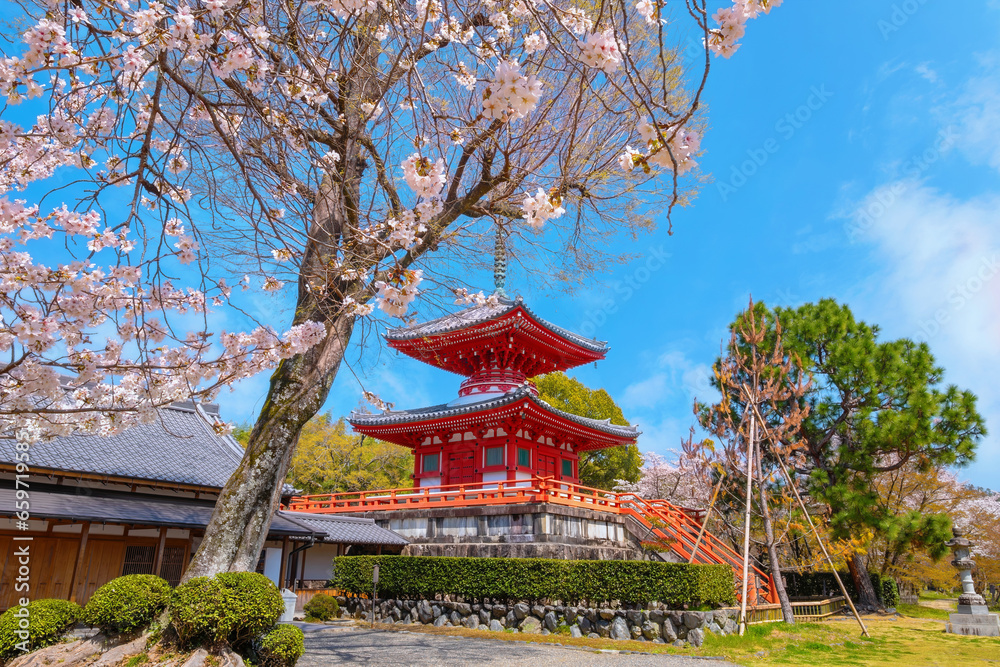 Kyoto, Japan - March 29 2023: Daikakuji Temple with Beautiful full bloom cherry blossom garden in spring time Kyoto, Japan - March 29 2023: Daikakuji Temple with Beautiful full bloom cherry blossom garden in spring time