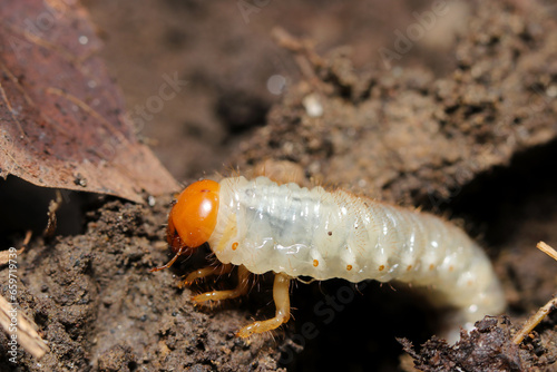 White and orange head Aodoukogane (Anomala albopilosa) Oriental beetle larvae emerging from the soil (Wildlife closeup macro photograph) 
