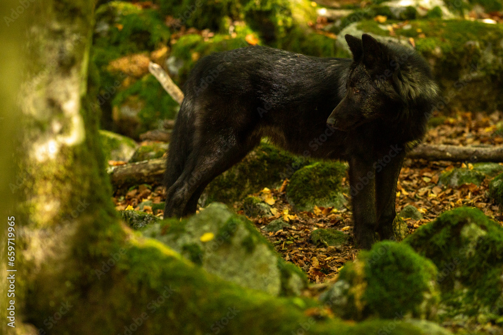American Wolves in the Orlu National Wildlife Reserve, in Ariège, the Maison des Loups in France American Wolves in the Orlu National Wildlife Reserve, in Ariège, the Maison des Loups in France