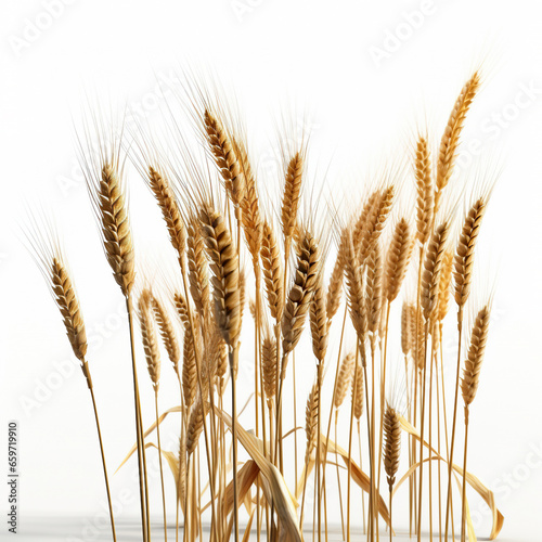 wheat stalks on white background