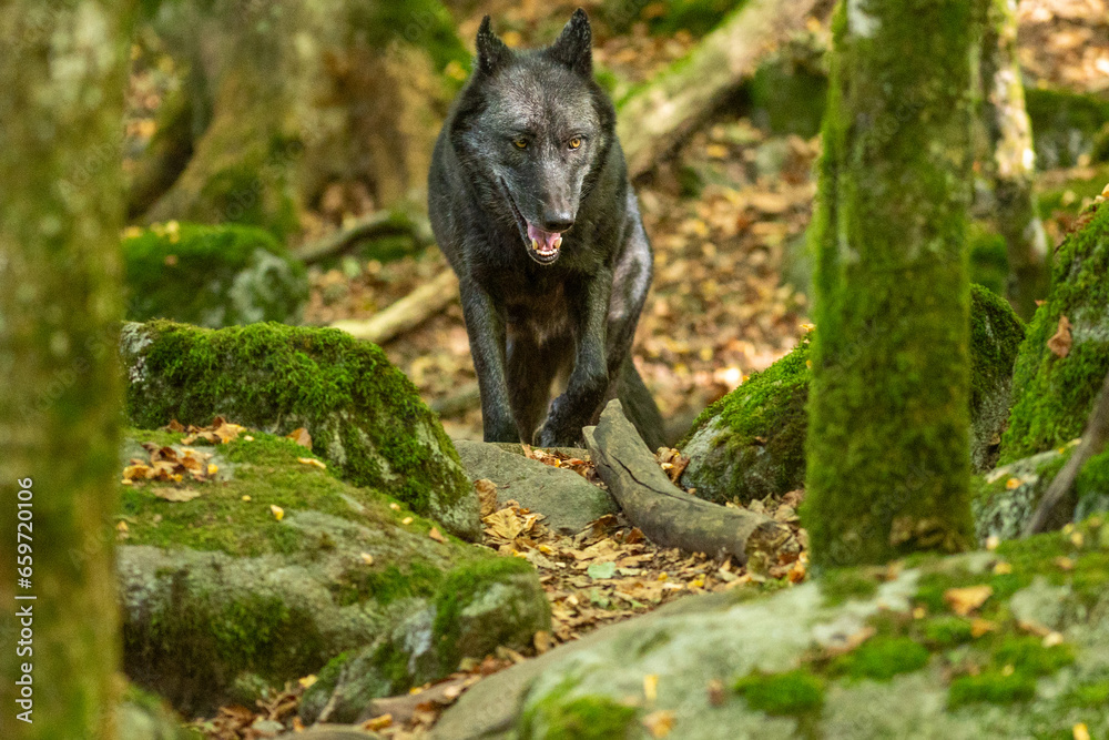 American Wolves in the Orlu National Wildlife Reserve, in Ariège, the Maison des Loups in France
