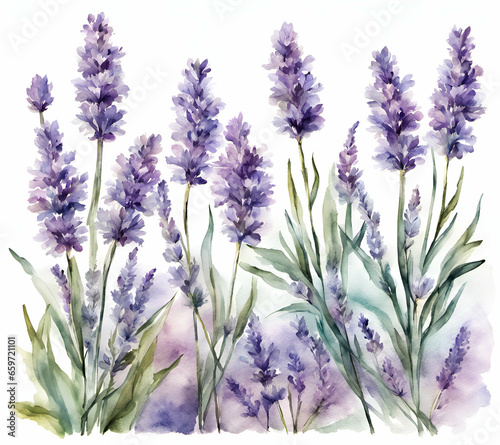 Purple lavender flower on paper  drawing watercolor painting