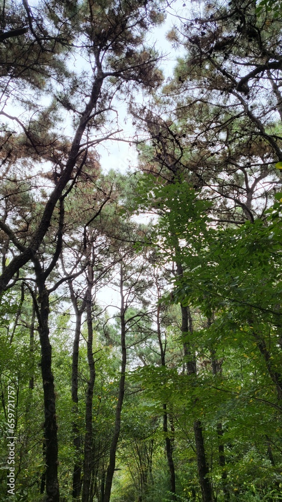 beautiful nature forest tree leaf