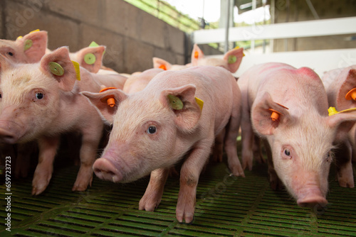 Fotografia cerdos de granja industrial.