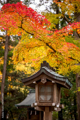 神社と紅葉　autumu © 望菜 竹内