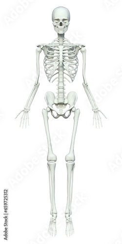 女性の骨格模型 骨格標本  全身正面の骸骨の3Dイラスト © きょうこ あしたば