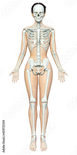 人体骨格模型 骨格標本 女性の人体ボディの上に骸骨が重なった3Dイラスト 
