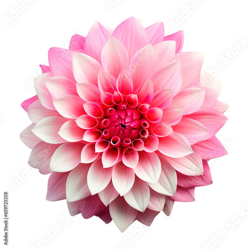 pink dahlia isolated on transparent background Remove png  Clipping Path