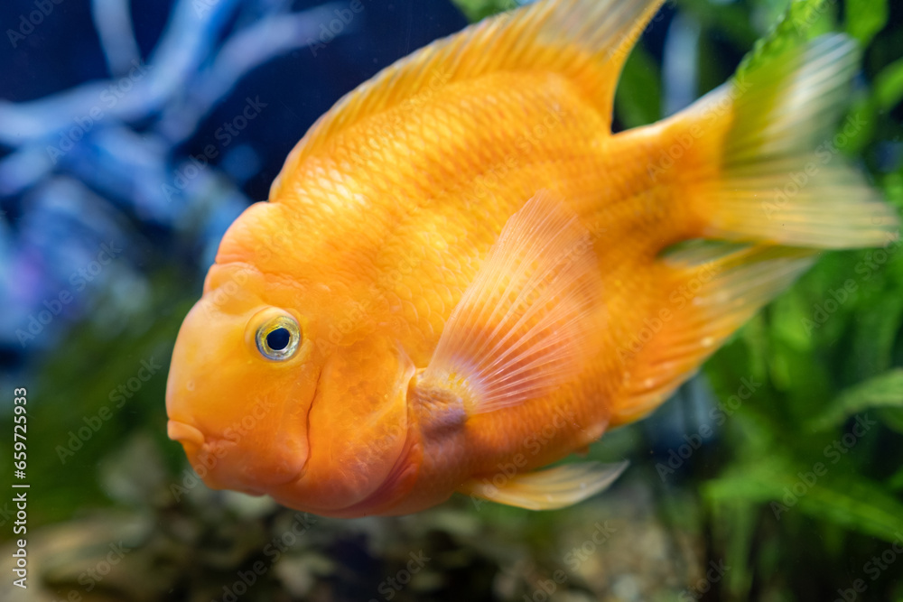 Orange parrot fish in the aquarium. Red Parrot Cichlid. Aquarium fish Orange parrot fish in the aquarium. Red Parrot Cichlid. Aquarium fish