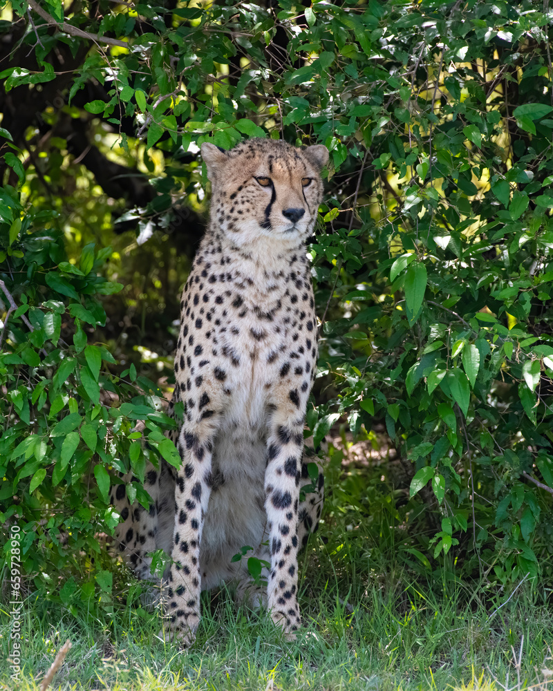 Cheetah enjoying some shade in the Masai Mara, Kenya Cheetah enjoying some shade in the Masai Mara, Kenya
