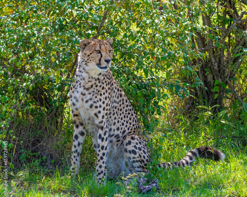 Cheetah enjoying some shade in the Masai Mara, Kenya