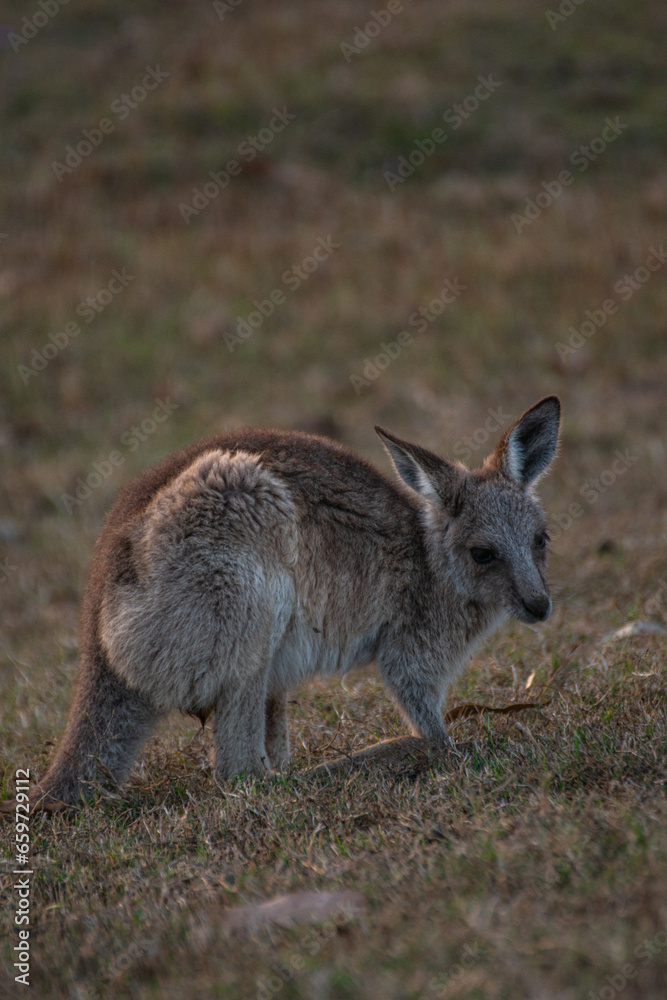 Wildlife Australia Kangaroo