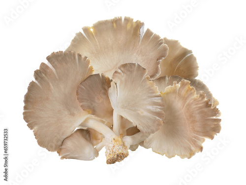 oyster mushroom on transparent png