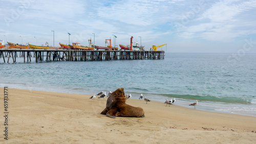 Animais na praia