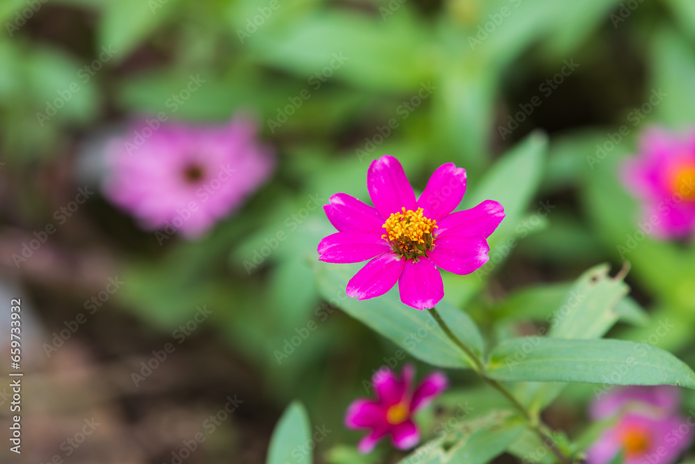 A narrowleaf zinnia with dark pink leaves found in a botanical garden. Zinnia angustifolia A narrowleaf zinnia with dark pink leaves found in a botanical garden. Zinnia angustifolia