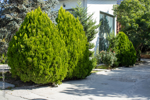 Office garden, garage entrance, Cupressus macrocarpa 'Goldcrest', pine trees
