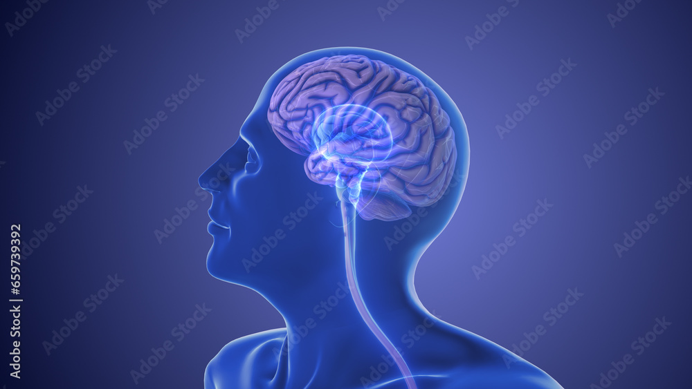 Anatomy of the human brain Anatomy of the human brain