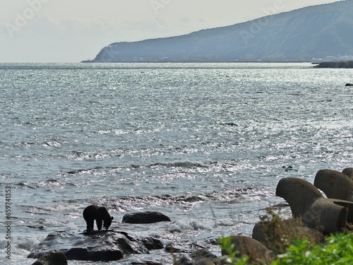 Predatory behavior of Ezo brown bears in Rausu, Shiretoko, Hokkaido photo