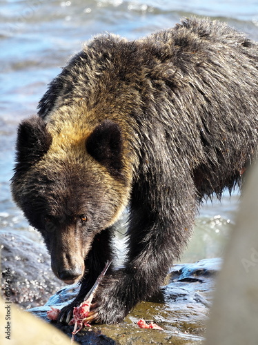 Predatory behavior of Ezo brown bears in Rausu, Shiretoko, Hokkaido