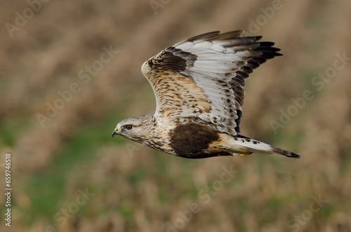 Rough-legged Hawk