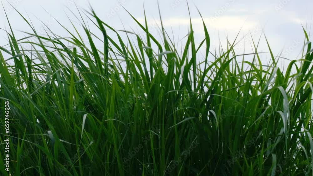 Slow motion of green grass slowly swayed by wind. Slow motion of green grass slowly swayed by wind.