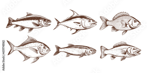 Set of salmon, tuna, pomfret, cod, herring fish engraved drawing vector