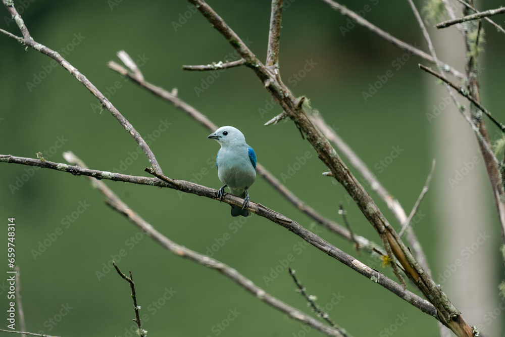 Birds on tree branches in the foreground. Colombia. Birds on tree branches in the foreground. Colombia.