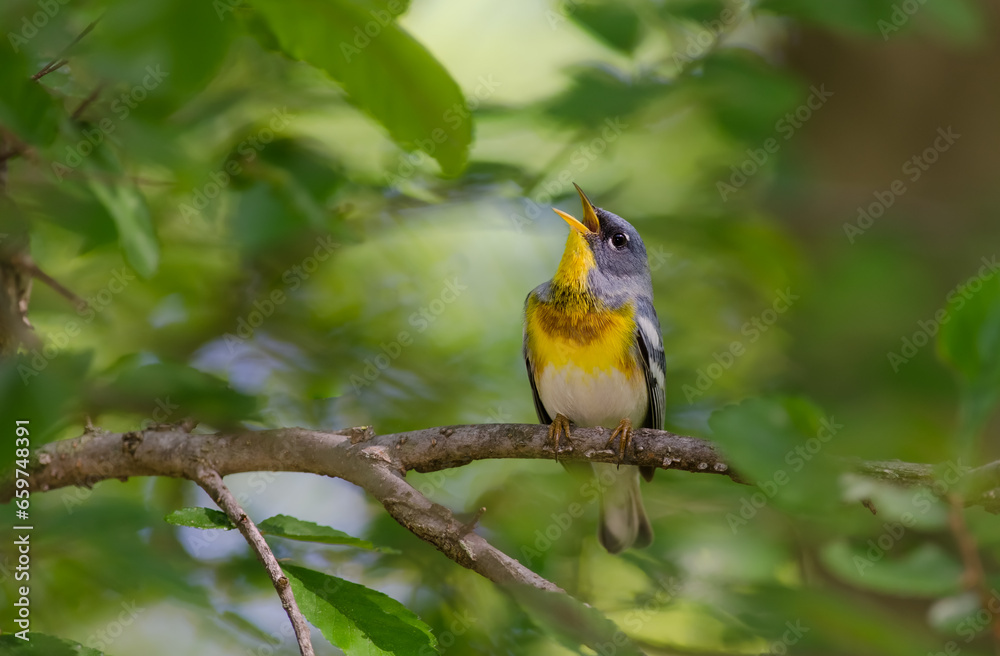 Northern Parula, 