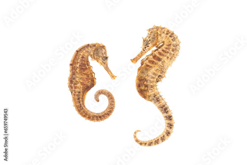 two Sea Horses isolated on white